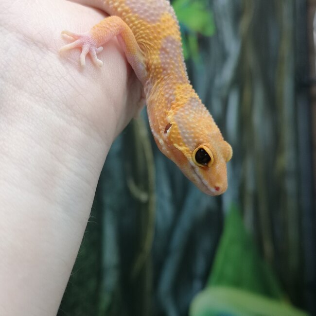 Blue Eye Amber Leopard Gecko