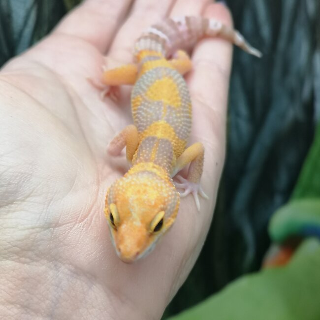 Blue Eye Amber Leopard Gecko