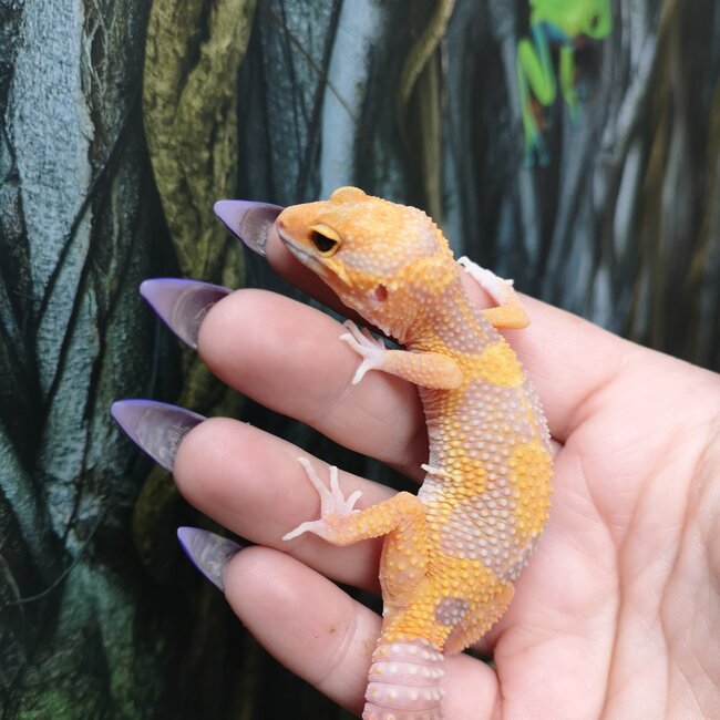Blue Eye Amber Leopard Gecko