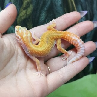 Albino Tangerine Jungle Leopard Gecko