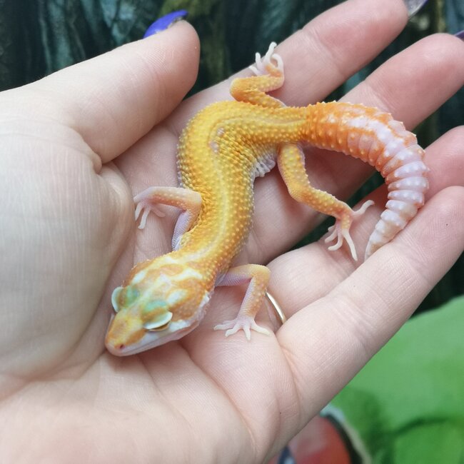 Albino Tangerine Jungle Leopard Gecko