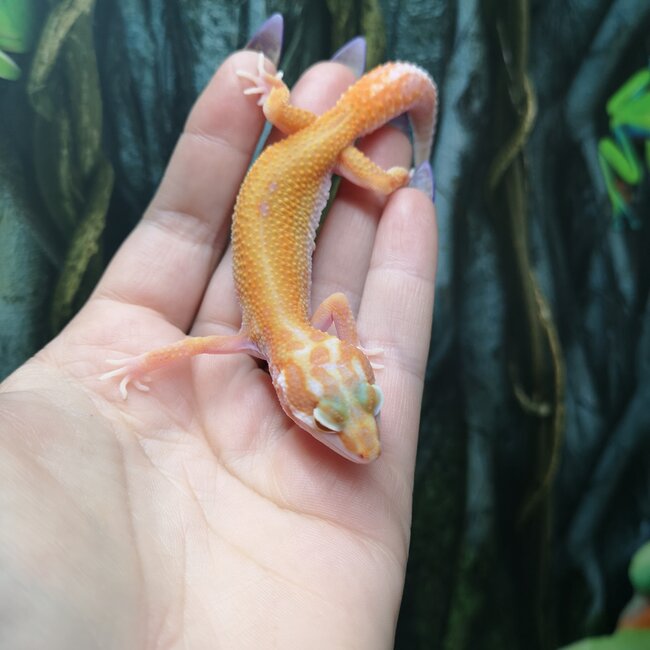 Albino Tangerine Jungle Leopard Gecko