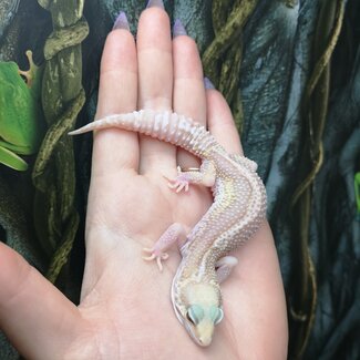 Tremper Mack Snow Stripe Leopard Gecko