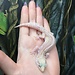 Tremper Mack Snow Stripe Leopard Gecko