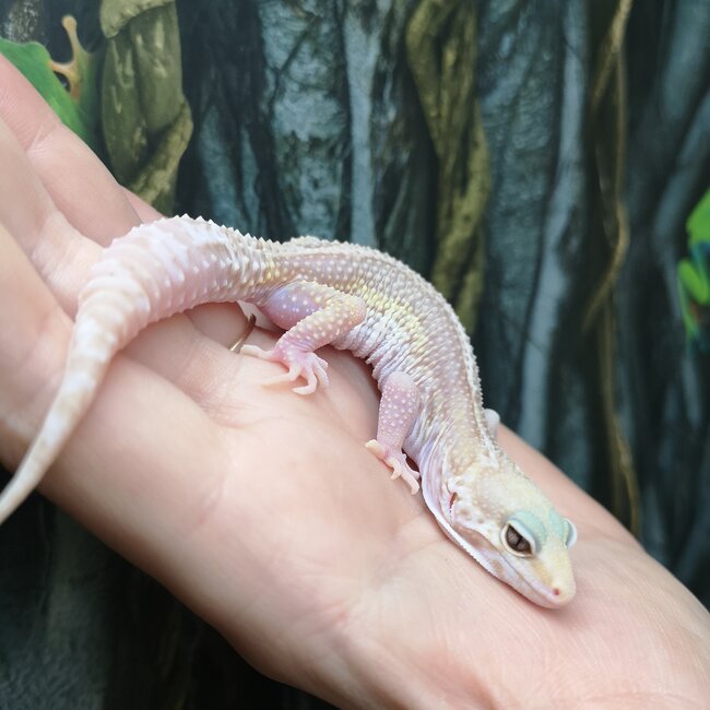 Tremper Mack Snow Stripe Leopard Gecko