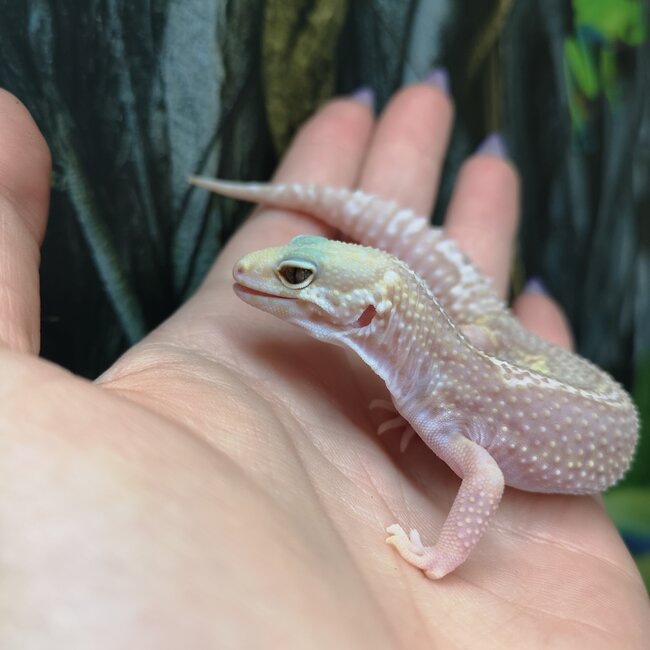 Tremper Mack Snow Stripe Leopard Gecko