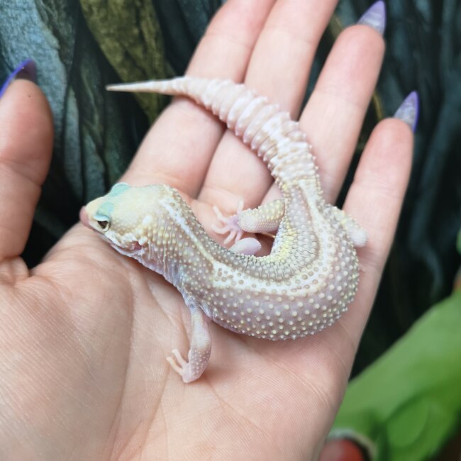 Tremper Mack Snow Stripe Leopard Gecko