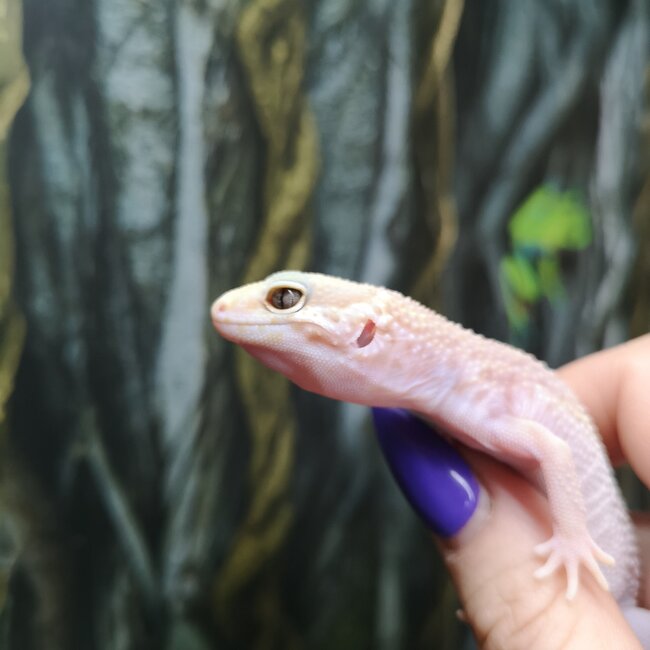 Tremper Mack Snow Stripe Leopard Gecko