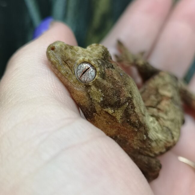 Mainland Chahoua Gecko