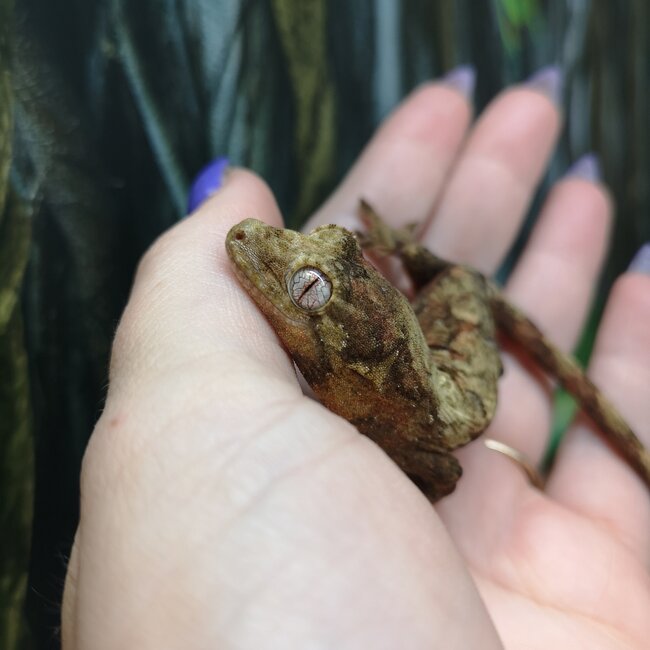 Mainland Chahoua Gecko