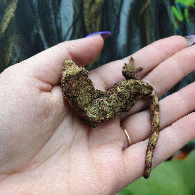 Mainland Chahoua Gecko