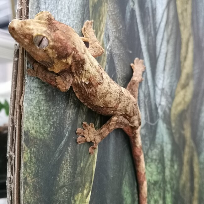 Mainland Chahoua Gecko