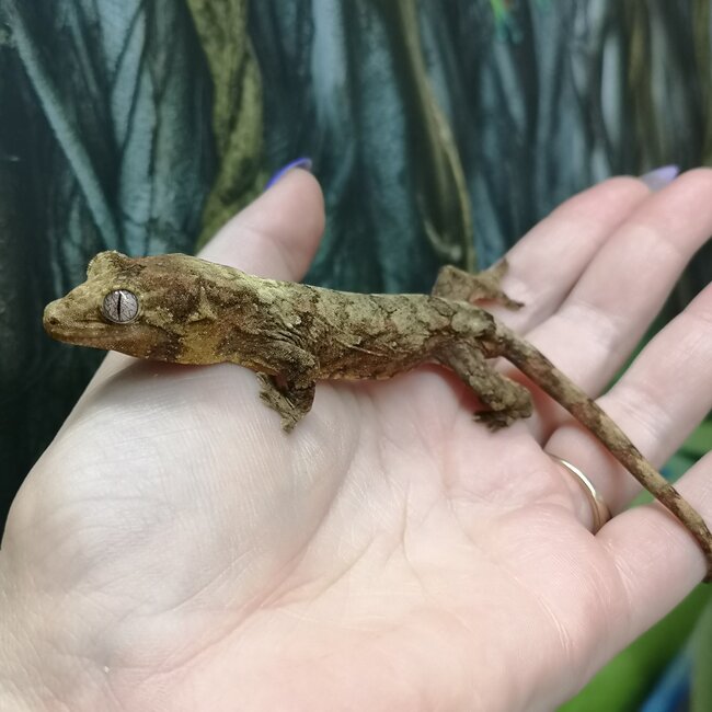 Mainland Chahoua Gecko