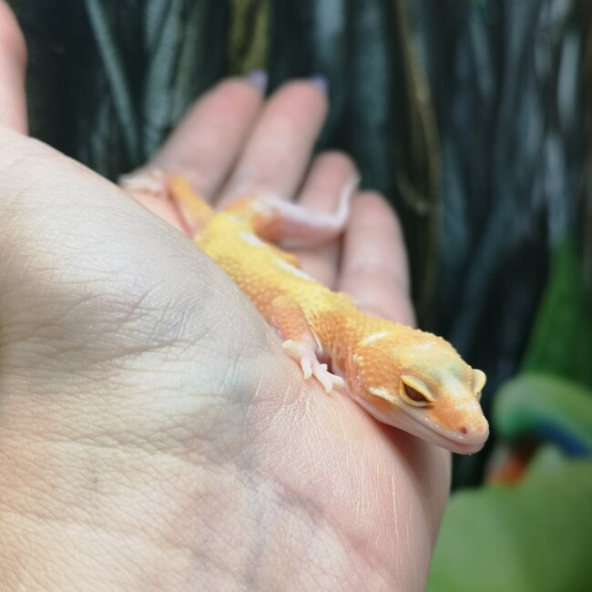 Tremper White Yellow Mack Snow Jungle Leopard Gecko