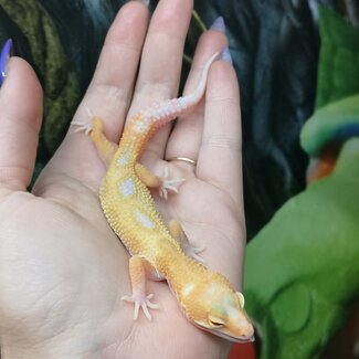Tremper White Yellow Mack Snow Jungle Leopard Gecko