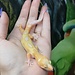 Tremper White Yellow Mack Snow Jungle Leopard Gecko