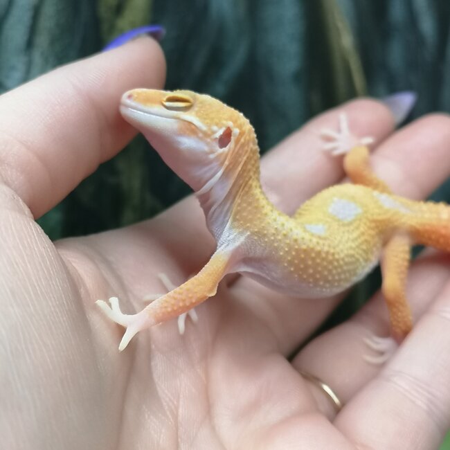 Tremper White Yellow Mack Snow Jungle Leopard Gecko