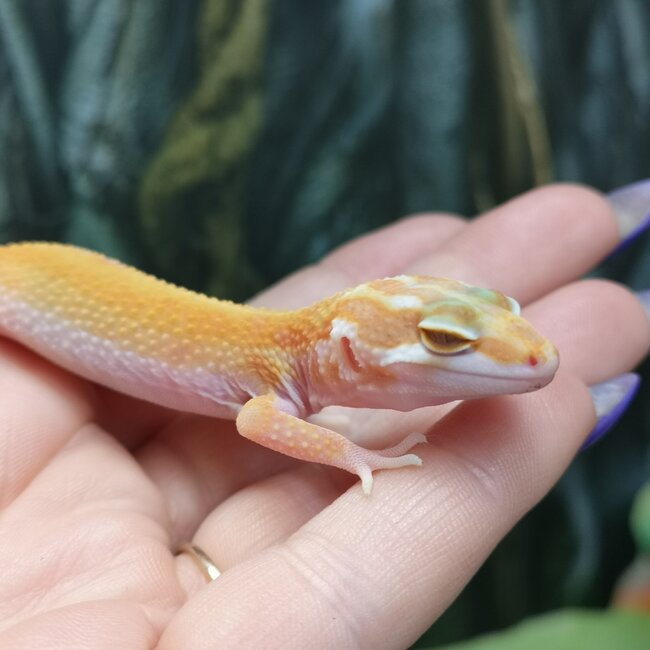 Albino Tangerine Jungle Leopard Gecko