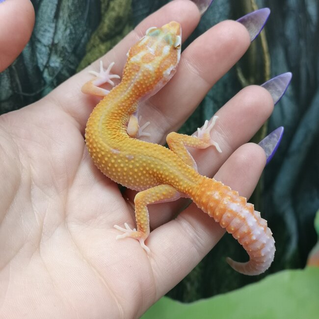 Albino Tangerine Jungle Leopard Gecko