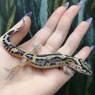 Melanistic Jungle Leopard Gecko