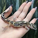Melanistic Jungle Leopard Gecko