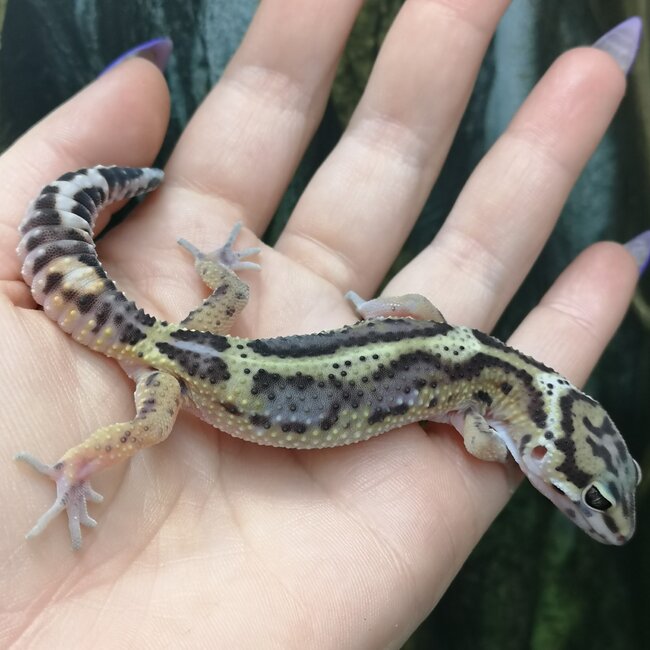 Melanistic Jungle Leopard Gecko
