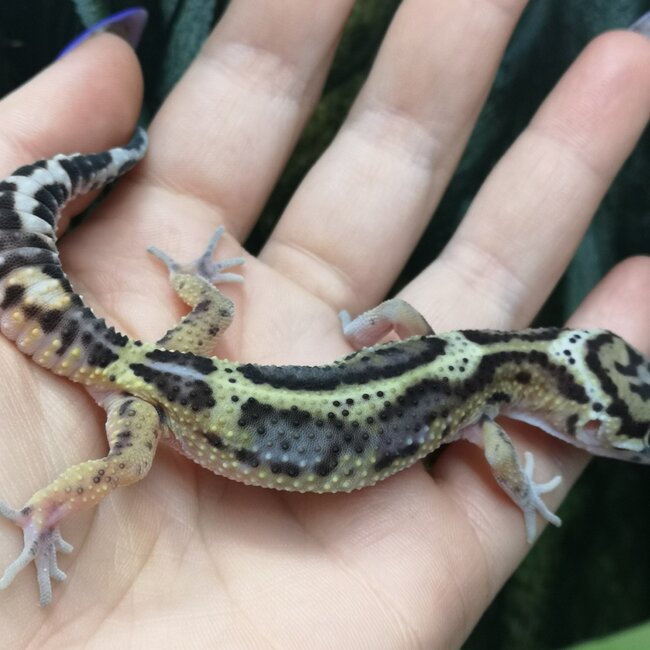 Melanistic Jungle Leopard Gecko