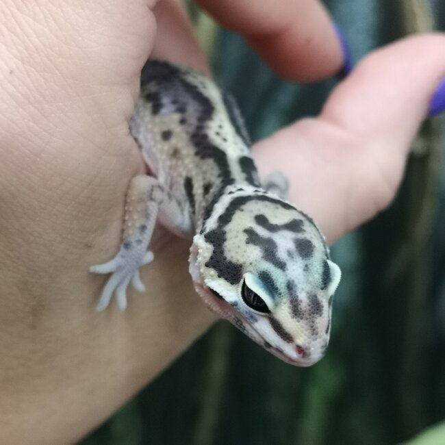 Melanistic Jungle Leopard Gecko