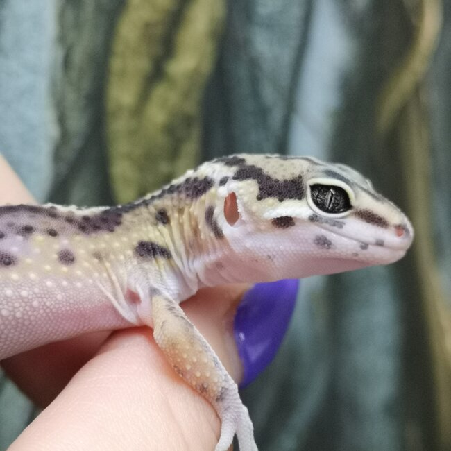 Melanistic Jungle Leopard Gecko