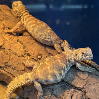 Orante Uromastyx Baby CB