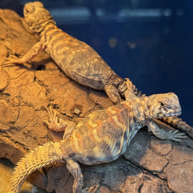 Orante Uromastyx Baby CB