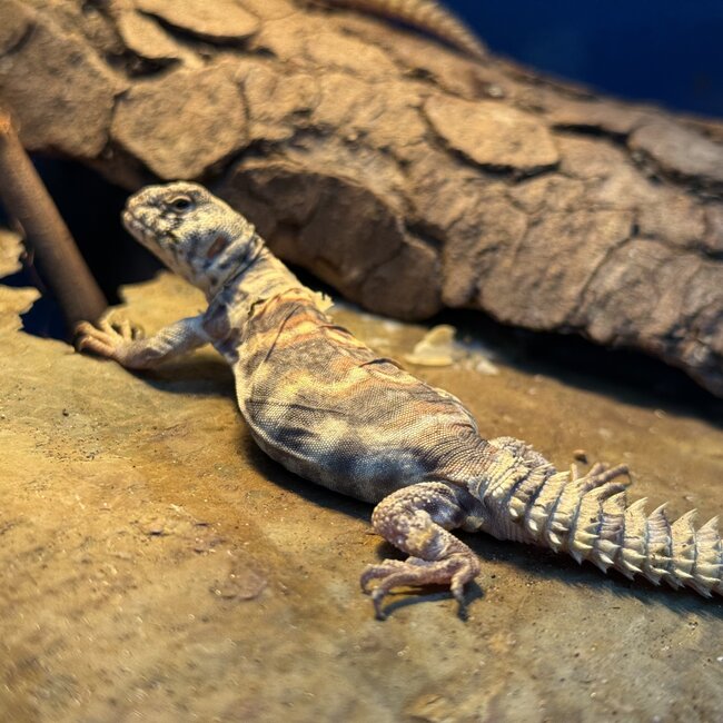 Orante Uromastyx Baby CB