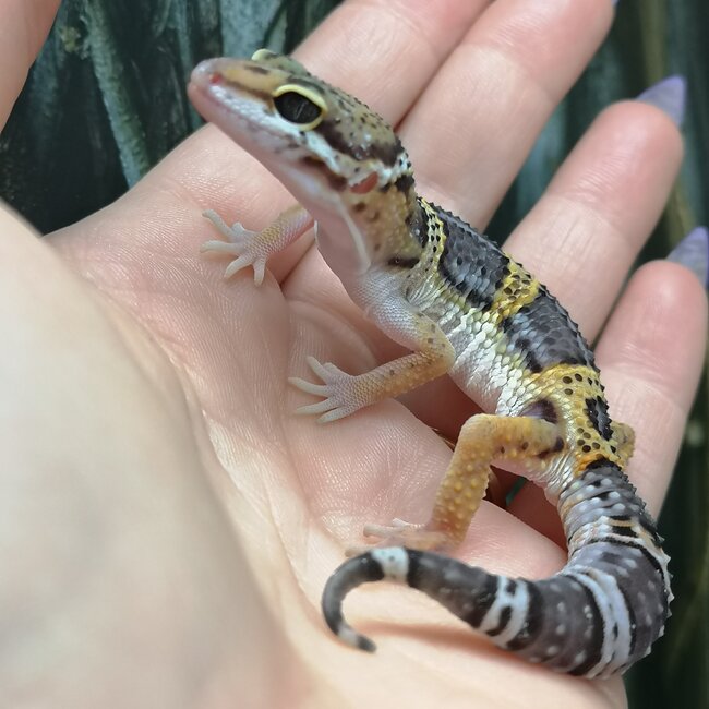 Melanistic Cross Leopard Gecko