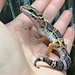 Melanistic Cross Leopard Gecko