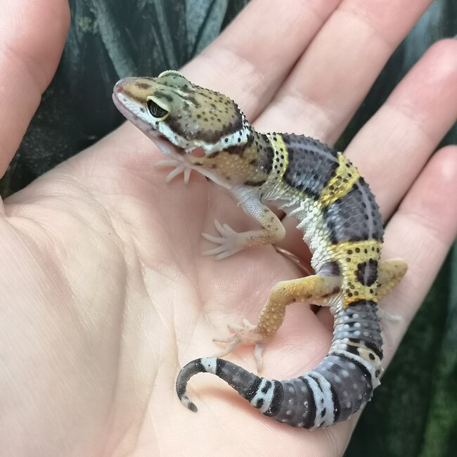 Melanistic Cross Leopard Gecko