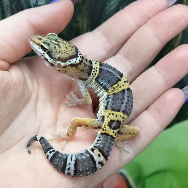 Melanistic Cross Leopard Gecko