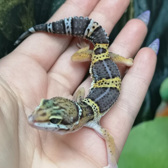 Melanistic Cross Leopard Gecko