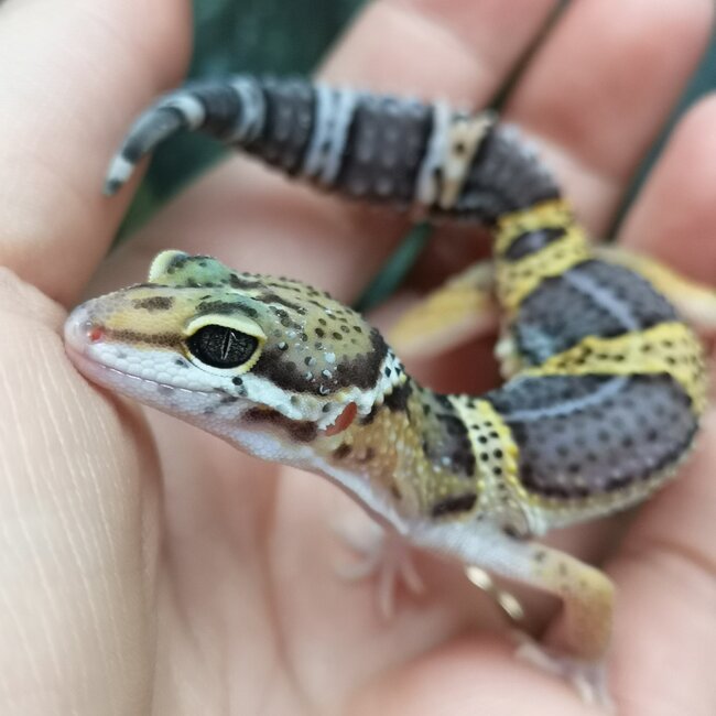 Melanistic Cross Leopard Gecko