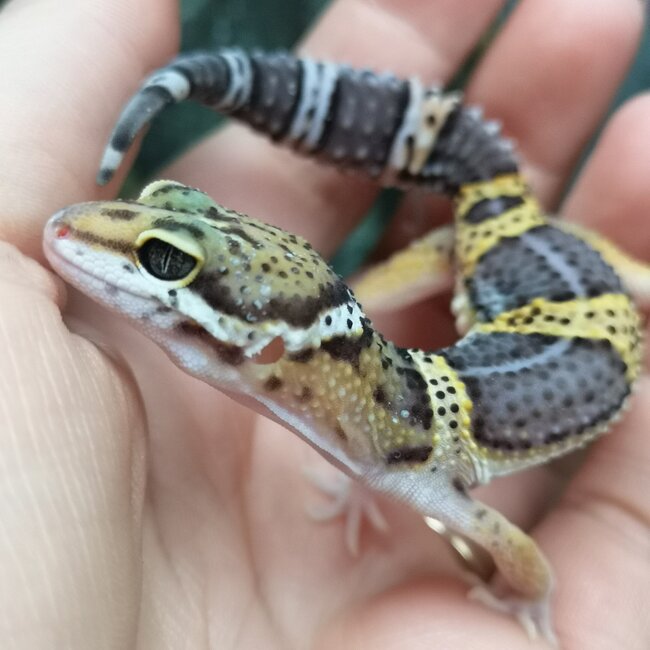 Melanistic Cross Leopard Gecko