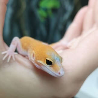 Eclipse Leopard Gecko 'EG'