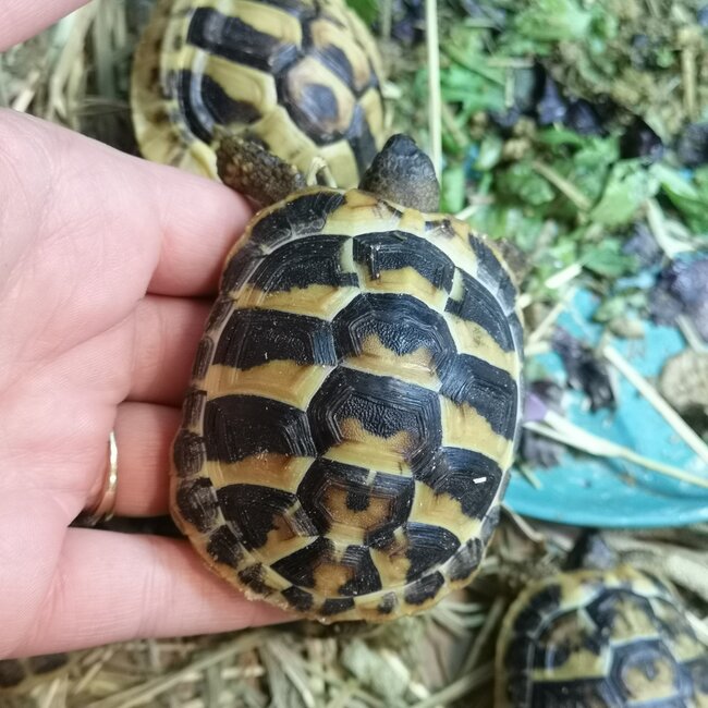 Hermanns Tortoise