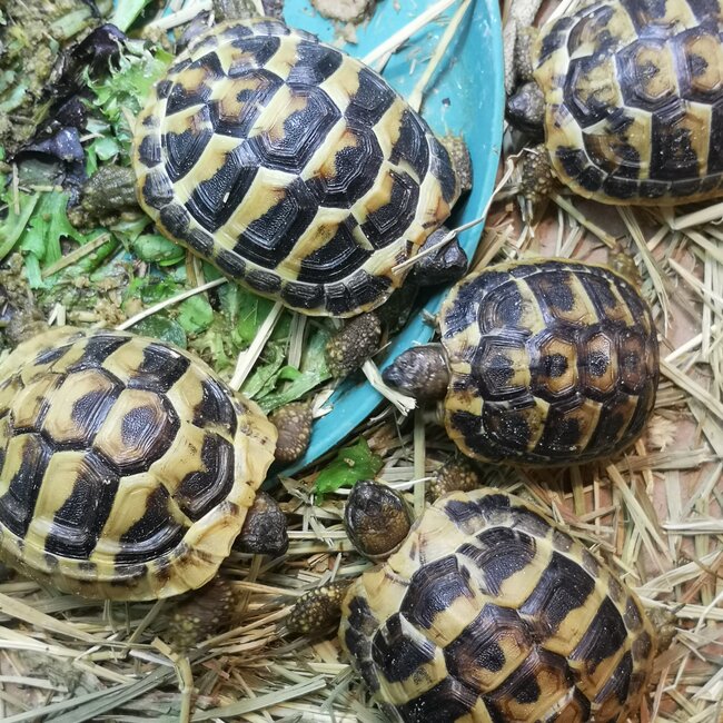 Hermanns Tortoise