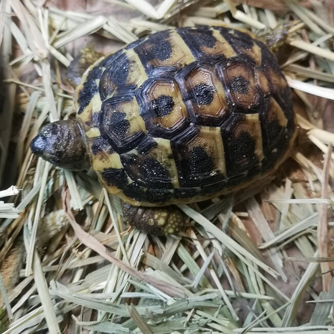 Hermanns Tortoise