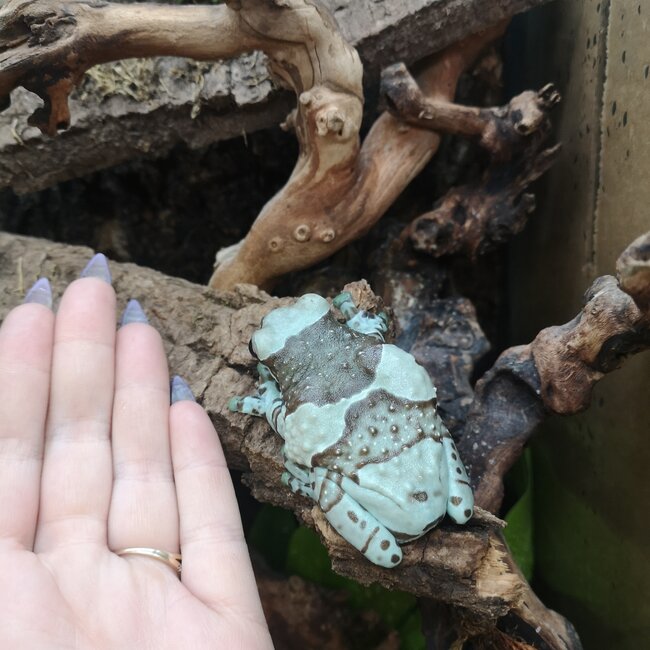 Amazon Milk Frog Adult Female
