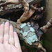 Amazon Milk Frog Adult Female