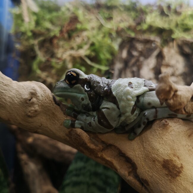 Amazon Milk Frog Adult Female