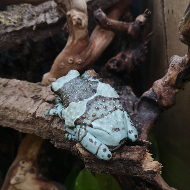 Amazon Milk Frog Adult Female