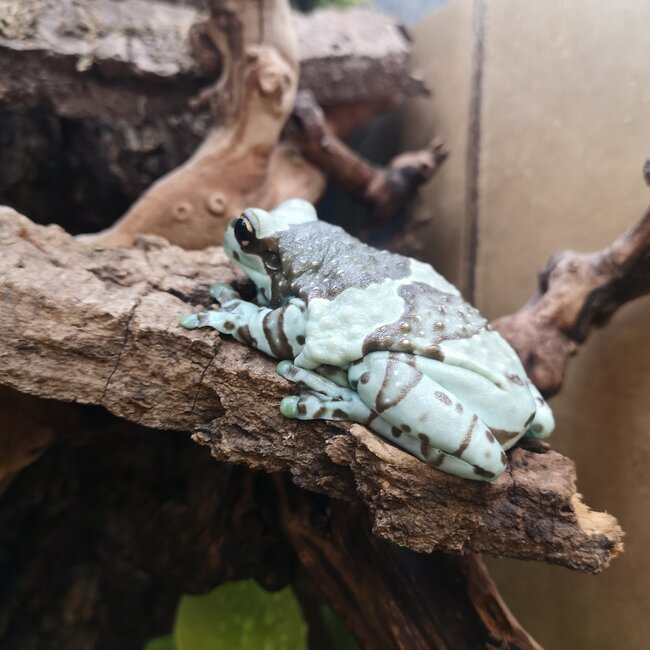 Amazon Milk Frog Adult Female