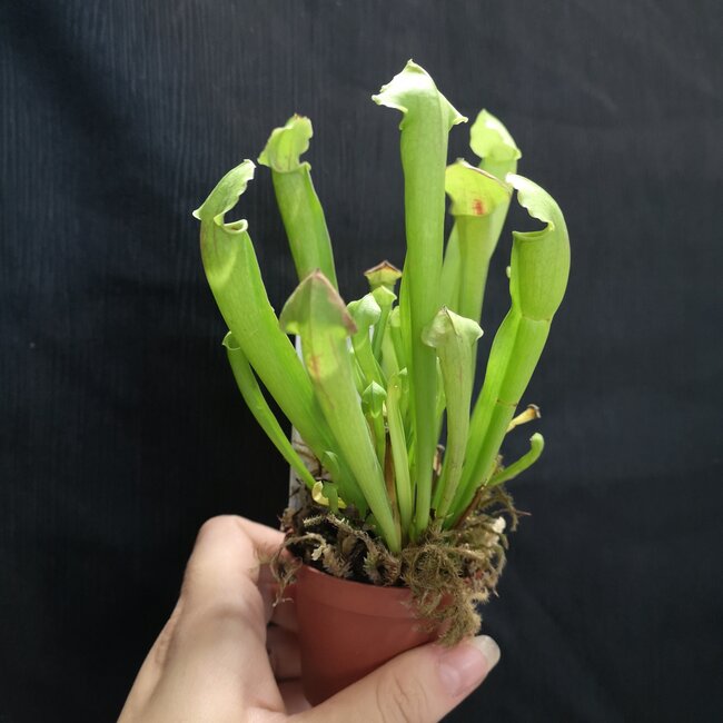 2" Carnivorous Pitcher Plant assorted