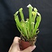 2" Carnivorous Pitcher Plant assorted